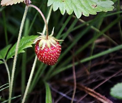  Prunella Asiatica Extract 